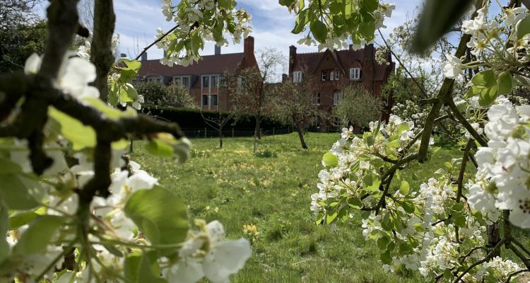 Blossom in the orchard