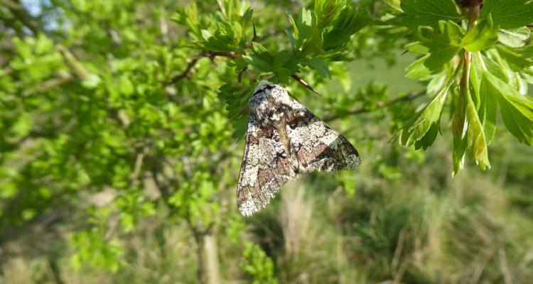 Oak beauty moth