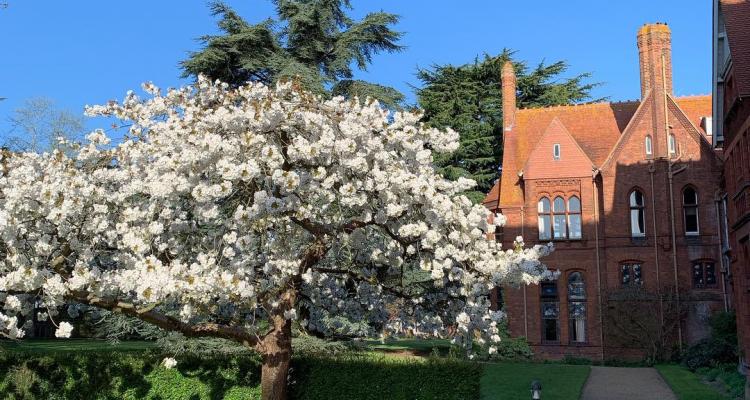 tree in blossom along Tower Drive