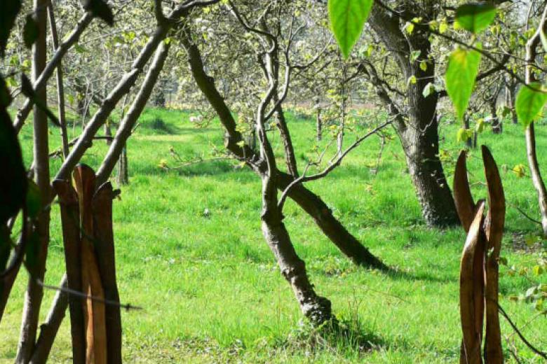 Girton College Orchard trees