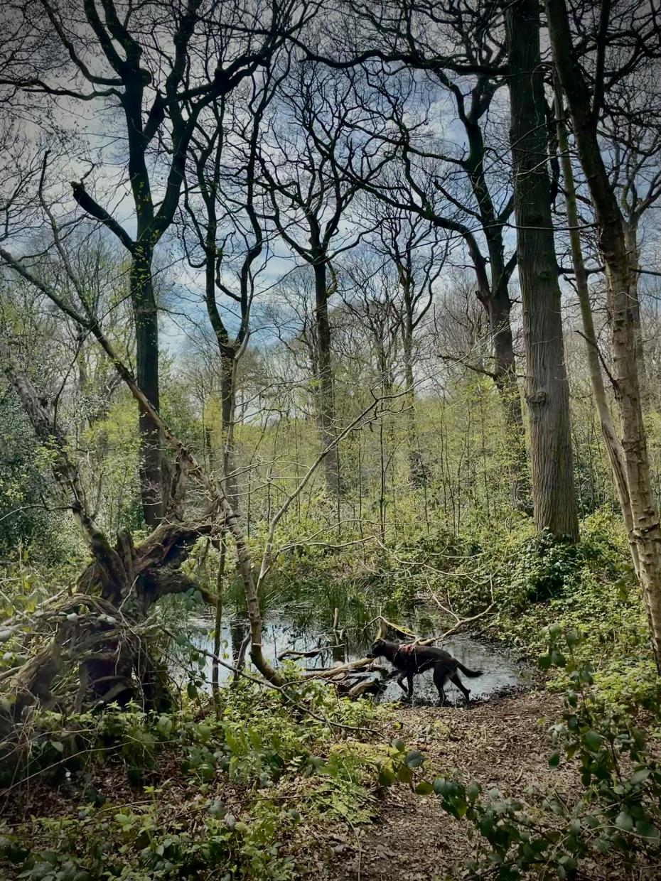 Nicole Rix, The watering hole photograph