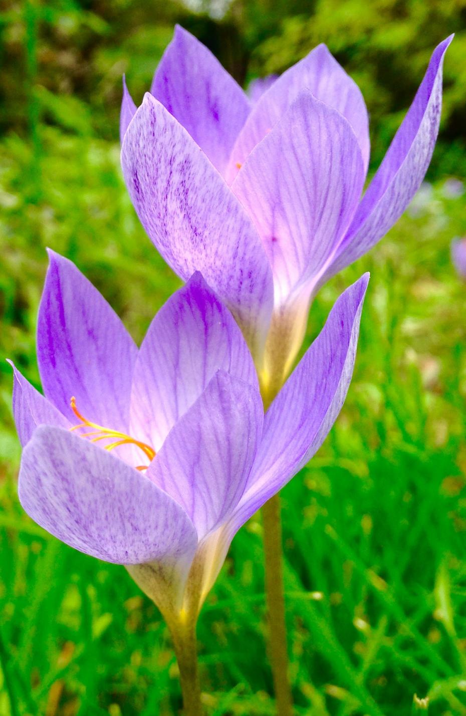 ‘Crocuses at Girton College’ by Kazia Drabek